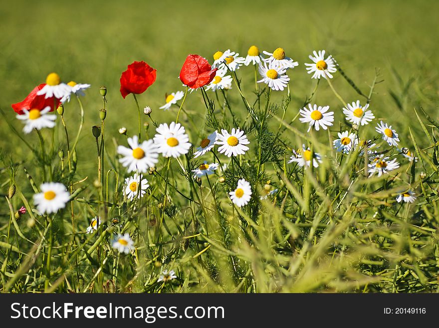 Summer flowers on a field of rape.