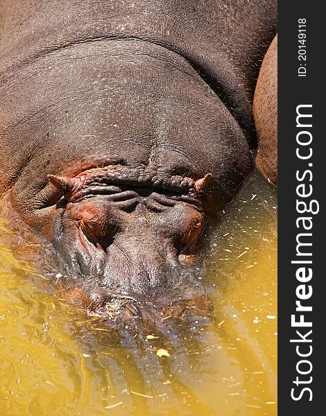 The hippopotamus (Hippopotamus amphibius) swimming