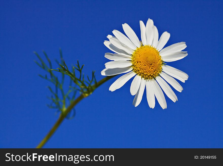 A Chamomile with blue sky.