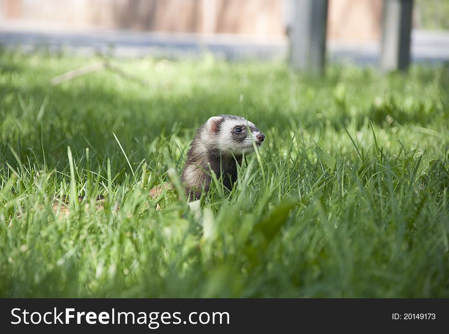 Ferret Walking In The Grass