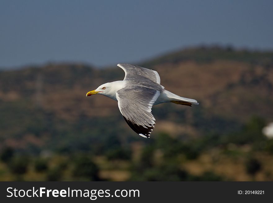 A gull captured above the boat from Euboia to Athens. A gull captured above the boat from Euboia to Athens