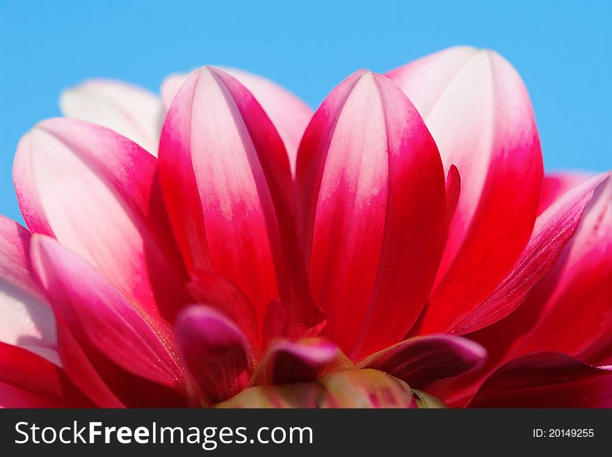 Colorful dahlia against blue sky. Colorful dahlia against blue sky