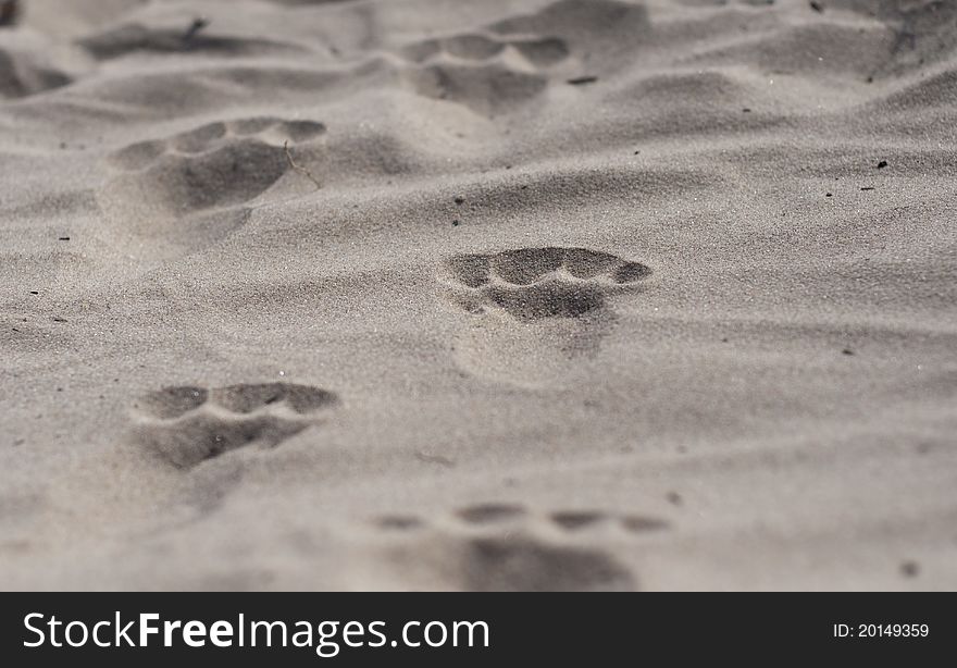 Human footprints on the sandy beach. Human footprints on the sandy beach.
