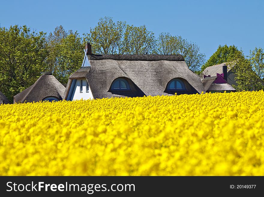 Houses on the edge of a rapeseed field