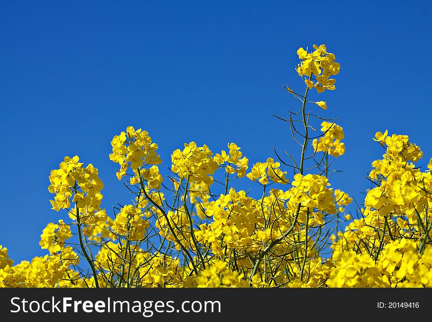 flowers in the field. flowers in the field