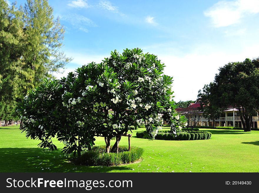 Plumeria Flower Tree and green grass