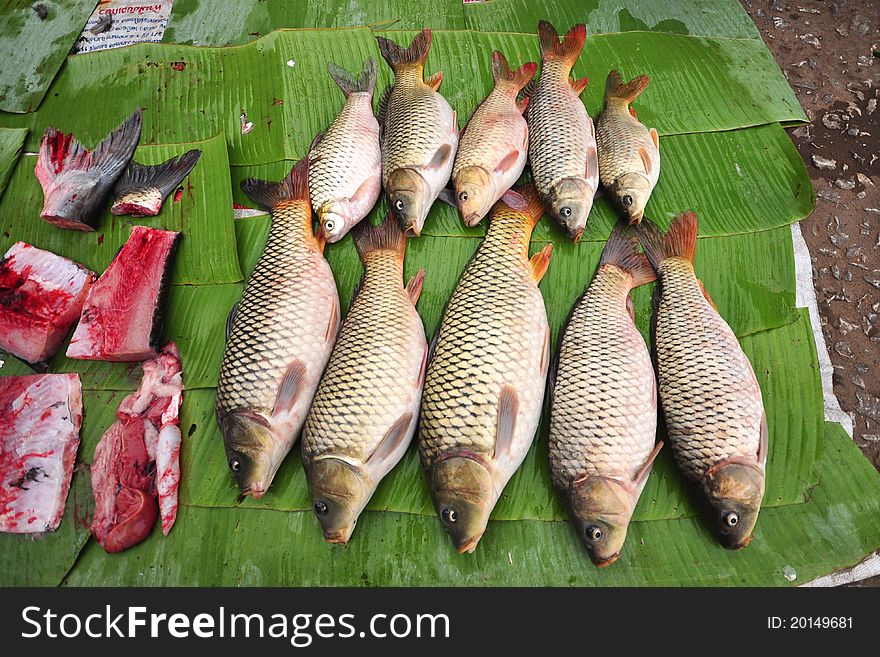 Fresh Fish recently caught from the river of Laos. Sold in Fresh market in a cheap price. Fresh Fish recently caught from the river of Laos. Sold in Fresh market in a cheap price.