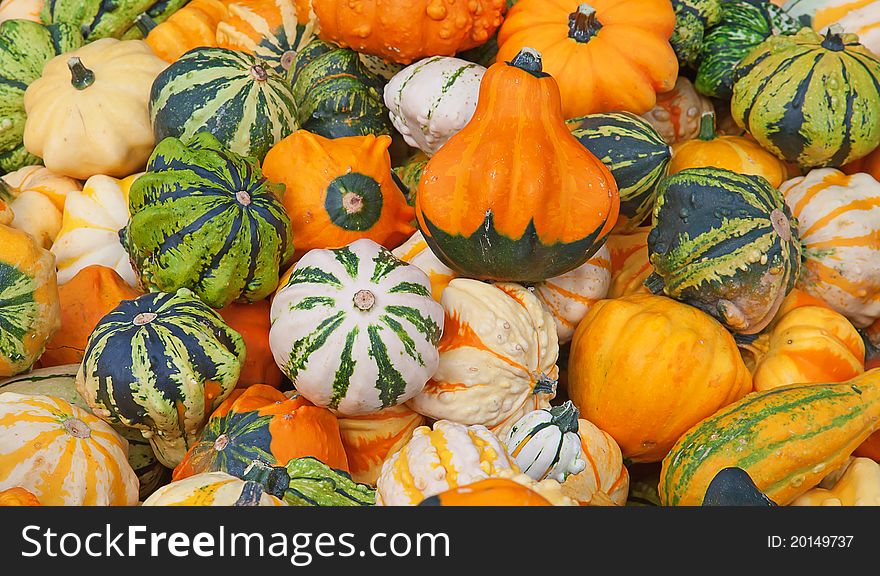 Colorful pumpkins collection on the autumn market