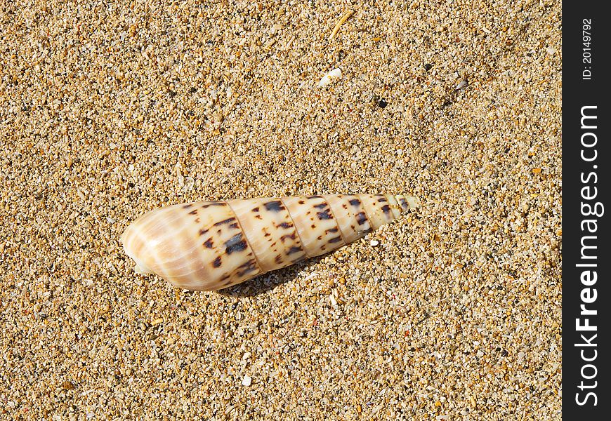 Sea shell in the sand