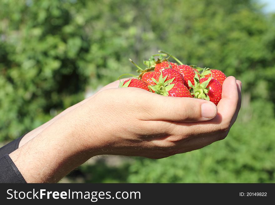 Fresh, juicy and healthy strawberries in the hands