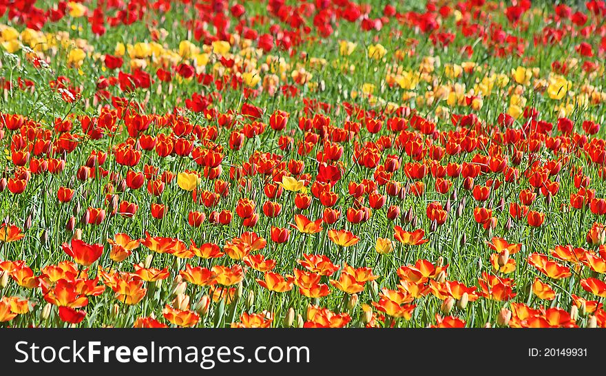 Vibrant yellow and red tulips in the grass