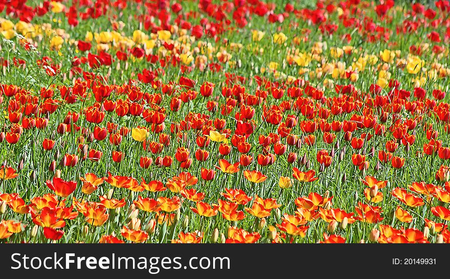 Yellow and red tulips