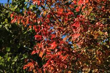 New England Fall Leave Colors Stock Photos New England Fall Leave Colors Stock Photos