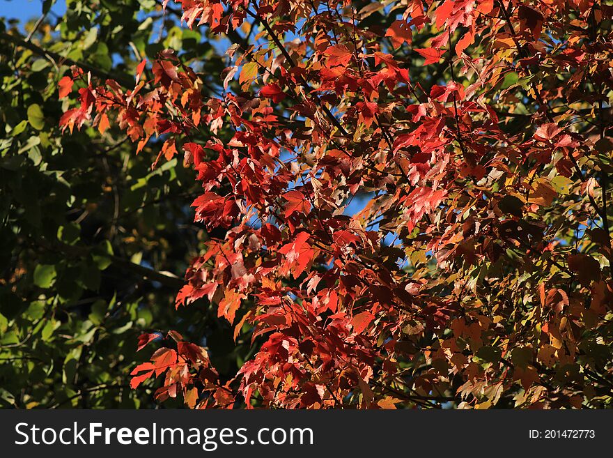 New england fall leave colors