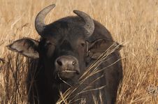 Buffalo Cow Royalty Free Stock Photo
