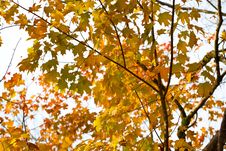 Yellow Leaves Stock Photos Yellow Leaves Stock Photos