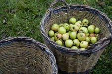 Fresh Green Apples In Basket Stock Image Fresh Green Apples In Basket Stock Image