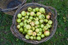 Fresh Green Apples In Basket Royalty Free Stock Photos Fresh Green Apples In Basket Royalty Free Stock Photos