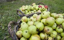 Fresh Green Apples In Baskets Stock Photography Fresh Green Apples In Baskets Stock Photography