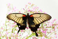 Papilio Lovii Royalty Free Stock Images Papilio Lovii Royalty Free Stock Images