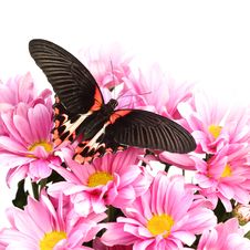 Papilio Rumanzovia Royalty Free Stock Photo