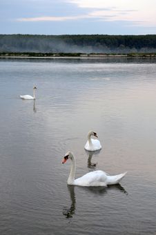 Swans In The Lake Stock Photography