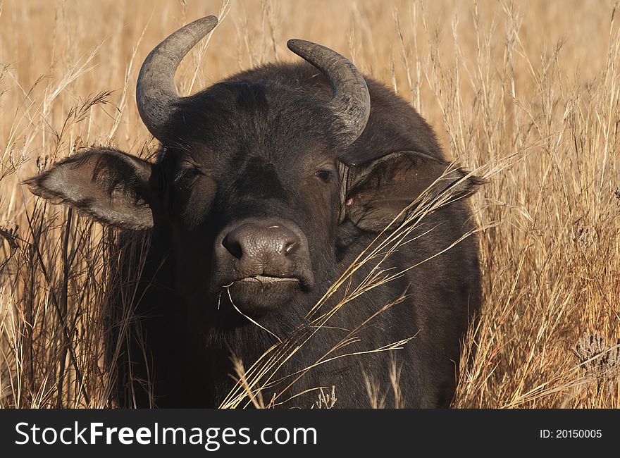 Lone Buffalo Cow looking at camera with brown veld in background