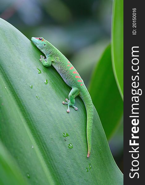 Green gecko on the leaf (Zurich zoo)