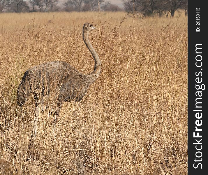 Single female ostrich in long grass