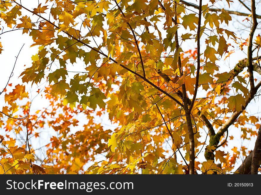 Beautiful background from maple leaves. Beautiful background from maple leaves