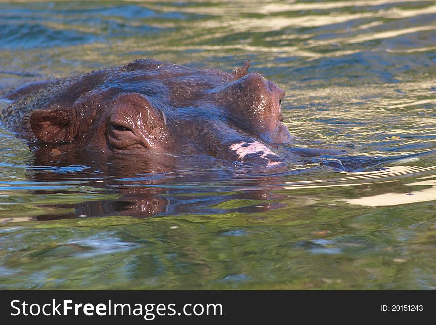 A hippopotamus with his head down in the water. A hippopotamus with his head down in the water
