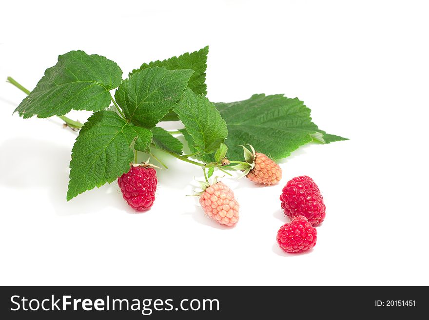 A few raspberries from the branches and green leaves on a white background. A few raspberries from the branches and green leaves on a white background
