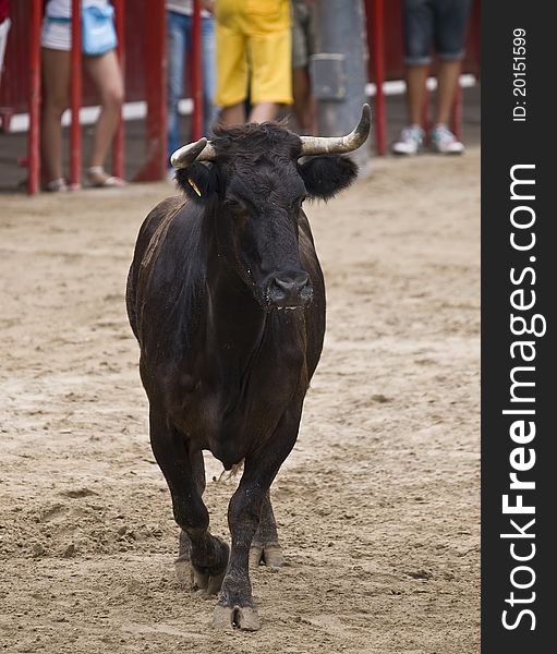Front view of a bull in a Spanish bullring. Front view of a bull in a Spanish bullring