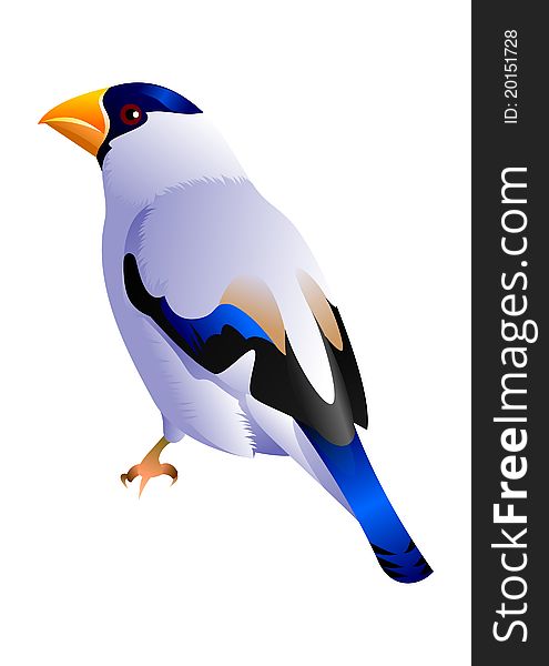 Illustration of a grey bird with blue head and orange beak. Illustration of a grey bird with blue head and orange beak