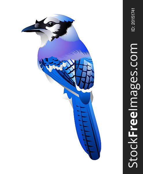 Photo realistic illustration of a blue bird. Photo realistic illustration of a blue bird