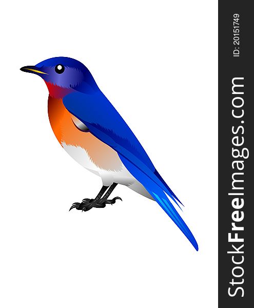 Photo realistic illustration of a blue bird with orange breast. Photo realistic illustration of a blue bird with orange breast