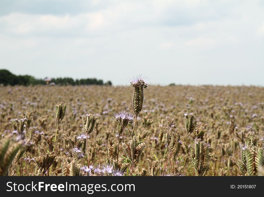 Blooming Field