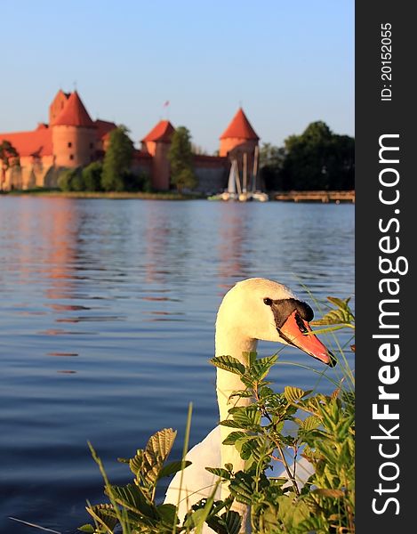 Nice temple in Trakai and white swan.