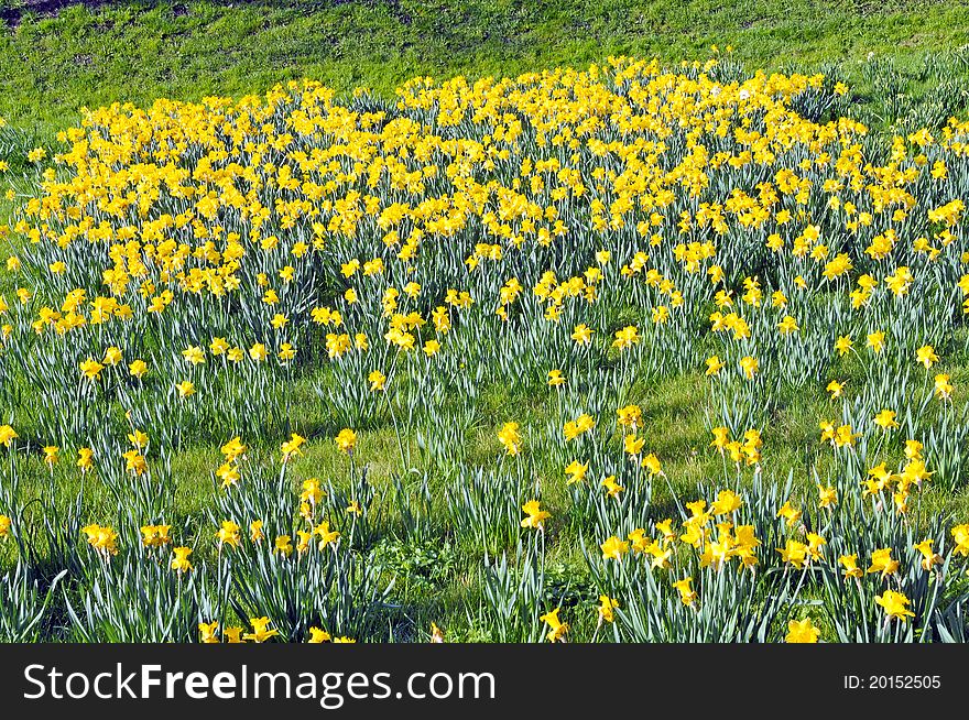 Field of yellow daffodils on hill in York. Field of yellow daffodils on hill in York