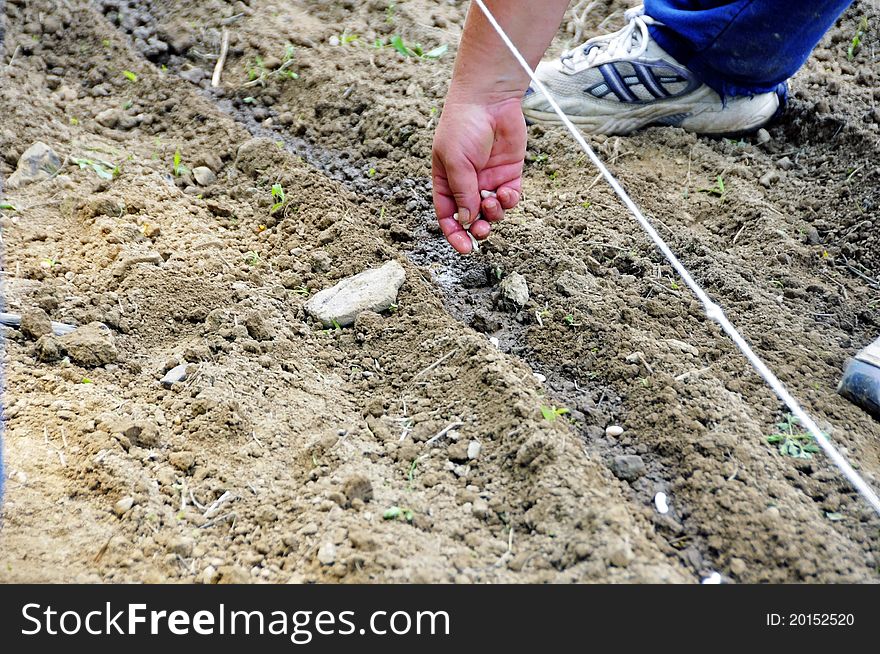 Planting With A Guide Line