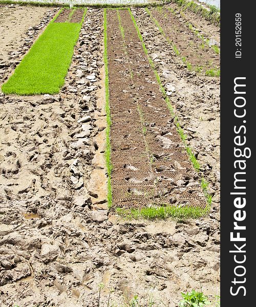 Newly planted rice seedlings, agriculture