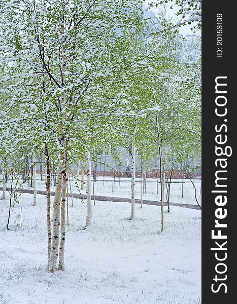 Snowfalls occur in May in Siberia. Trees with young green leaves in the snow. Snowfalls occur in May in Siberia. Trees with young green leaves in the snow