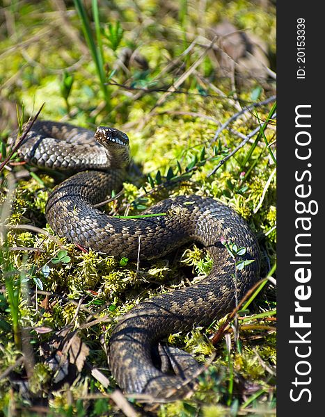 Venomous snake hunt in the swamp in Western Siberia.