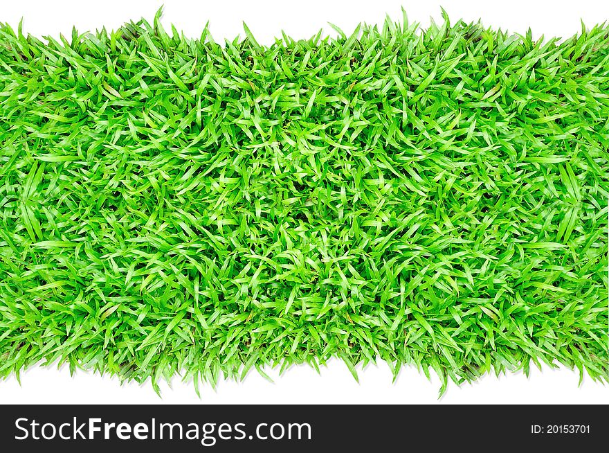 Grass frame in white background. Grass frame in white background