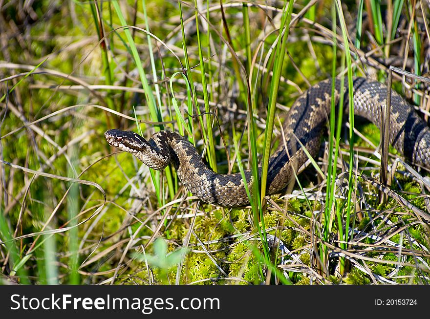 Venomous snake hunt in the swamp in Western Siberia.