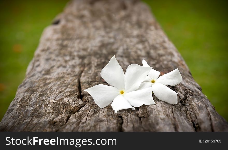Two white flowers on old wood in the garden