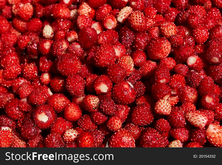 Fresh berries of wild strawberries. Fresh berries of wild strawberries