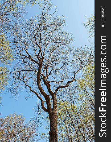 Tree against the blue sky with blossoming leaves. Tree against the blue sky with blossoming leaves