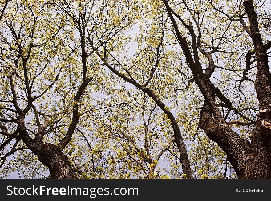 Trees with leaves blossoming in spring forest
