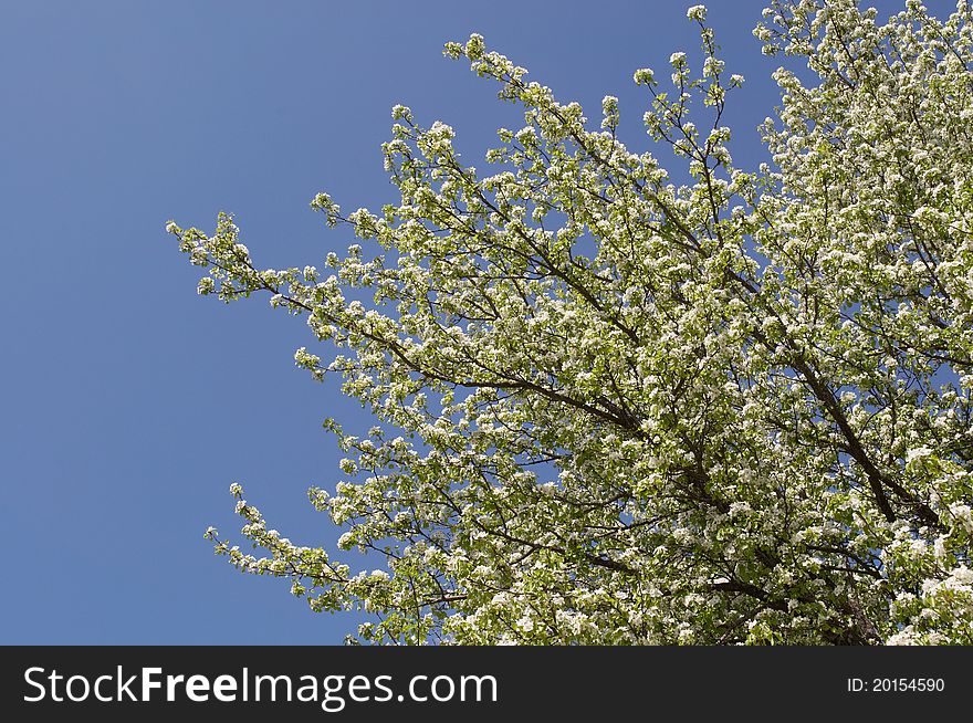 Flowering tree pears on blue sky background. Flowering tree pears on blue sky background